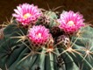 Ferocactus_macrodiscus